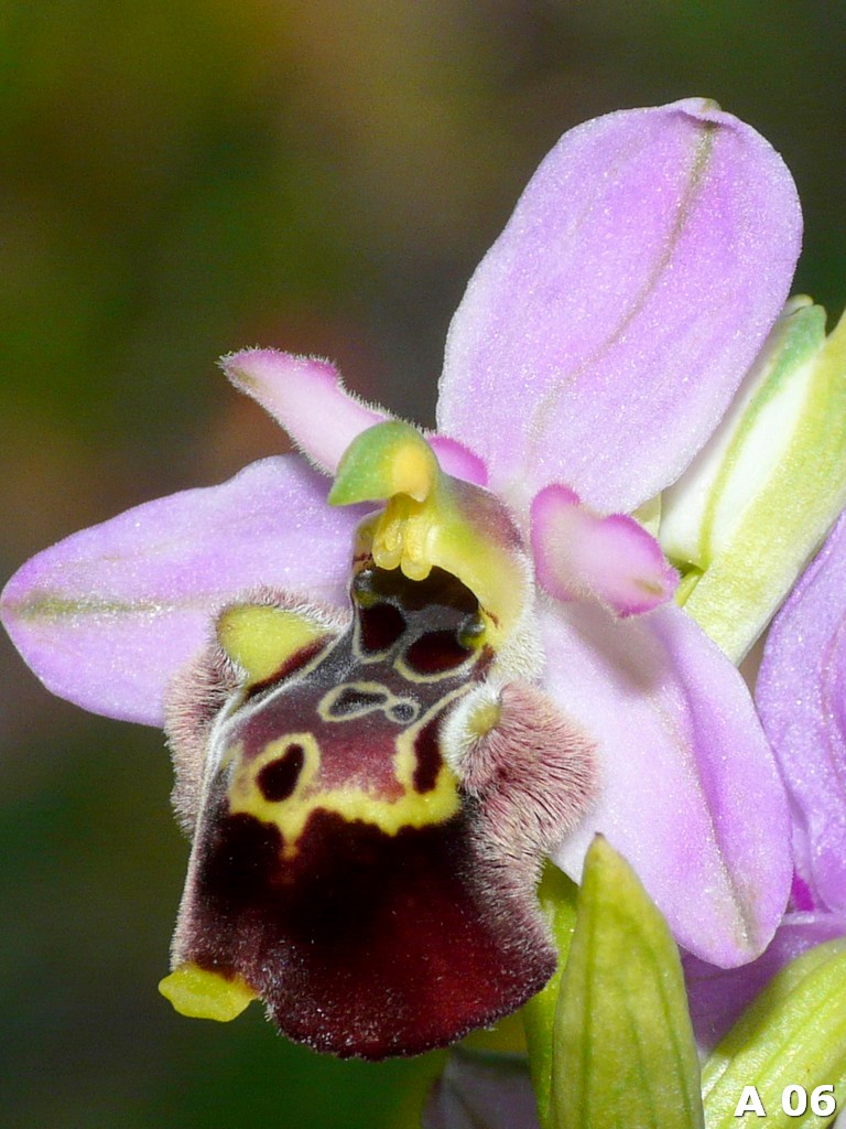Ophrys dinarica (=Ophrys personata)  in Abruzzo